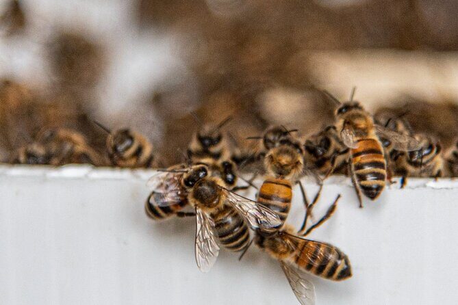 Private 2-Hour Beekeeping Classroom Tour in Honokaa - The Sum Up