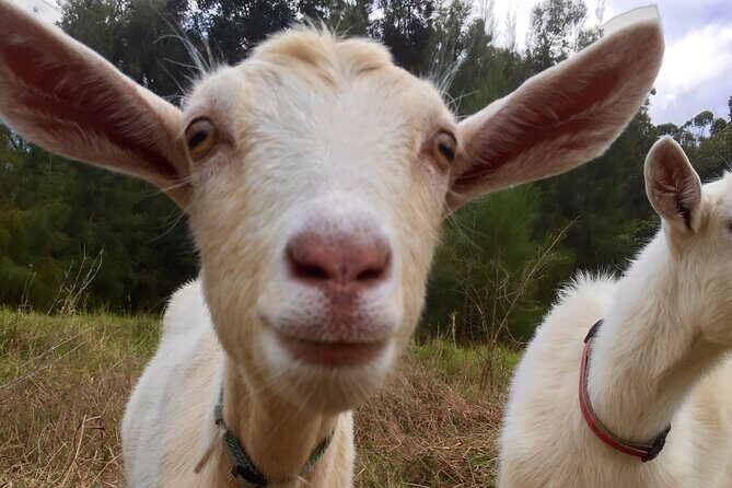 Private 2-Hour Beekeeping Classroom Tour in Honokaa - FAQs