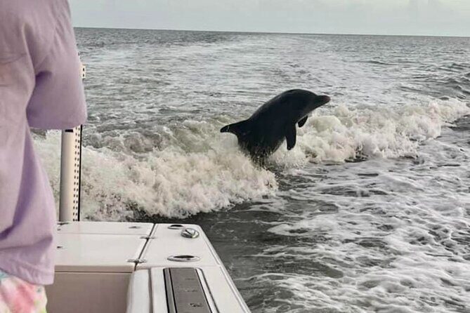 Private 2 Hour Dolphin & Eco Tour Marco Island, FL - The Bottom Line