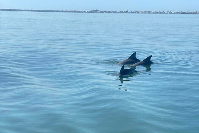 Private 2-Hour Dolphin Watching Cruise in St. Petersburg, FL - An In-Depth Look at the Dolphin Watching Experience