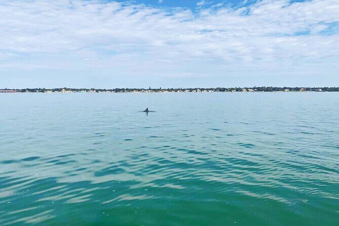 Private 2-Hour Dolphin Watching Cruise in St. Petersburg, FL - Final Thoughts