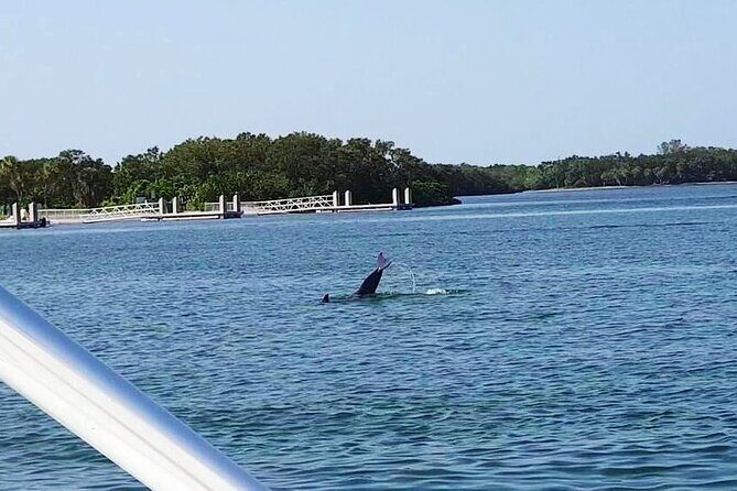 Private 2-Hour Dolphin Watching Cruise in St. Petersburg, FL - FAQ
