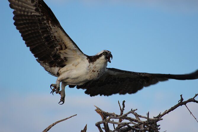 Private 2 hour Mangrove Ecotour - Is it Worth the Price?