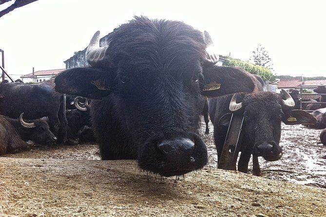 Private 2 Hour Paestum Tour - FAQs