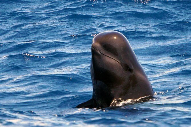 Private 2 hour Whale Watching Tour - The Experience You Can Expect