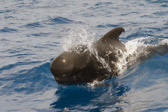 Private 2 hour Whale Watching Tour - Pricing and Value