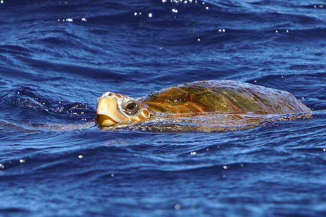 Private 2 hour Whale Watching Tour - The Real Deal: What Travelers Say