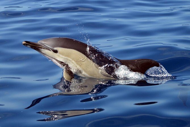 Private 2 hour Whale Watching Tour - Practical Tips