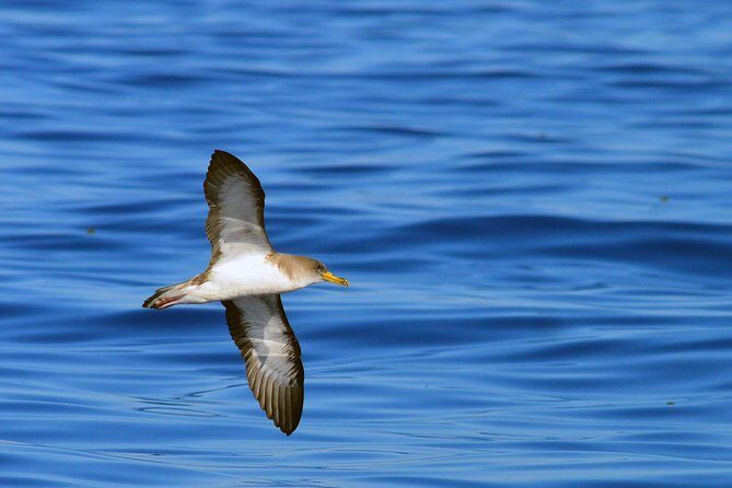 Private 2 hour Whale Watching Tour - Who Should Consider This Tour?