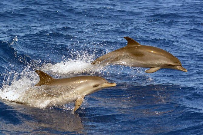 Private 2 hour Whale Watching Tour - Frequently Asked Questions