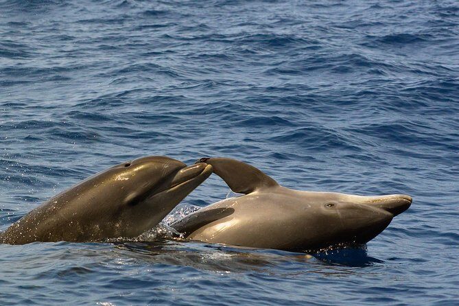 Private 2 hour Whale Watching Tour - Final Thoughts