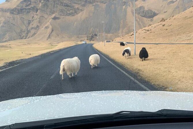 PRIVATE 2-Hours Tour - Westman Islands with a local in a BMW X5 - Frequently Asked Questions