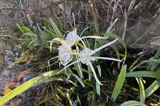 Private 2Hour Clear Kayak/ROC Paddle Board Rental on Silver River - Summary: Is It Worth It?