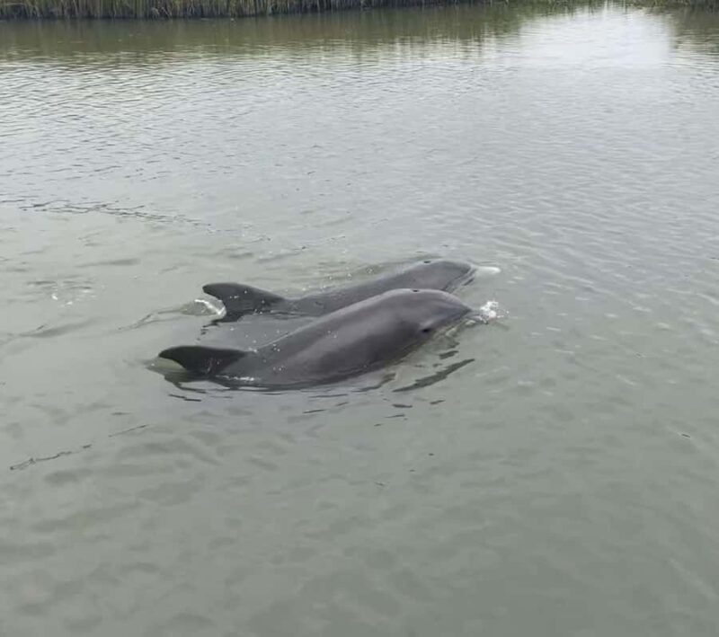 PRIVATE 2HR DOLPHIN CRUISE - Key Points