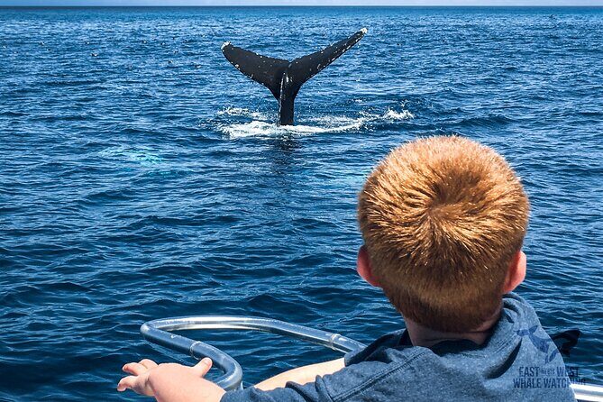 Private 2hr Supreme Whale/Dolphin Watching Tour, Newport Beach CA - The Value of This Experience