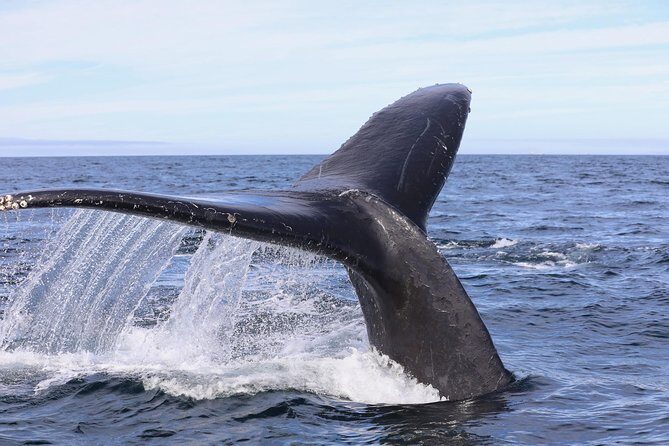 Private 2hr Supreme Whale/Dolphin Watching Tour, Newport Beach CA - Practical Tips for Your Trip
