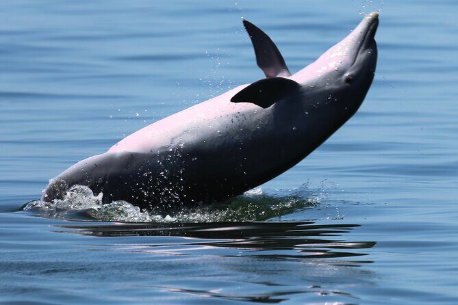 Private 3 Hour Powerboat Dolphin Cruise with Remote Beach Stop up to 6 guests - Summing Up: Who Should Consider This Tour?