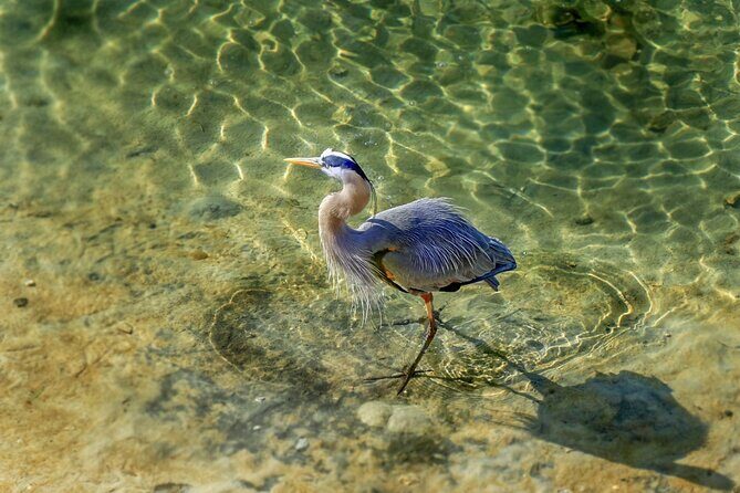 Private 3 Hour Powerboat Dolphin Cruise with Remote Beach Stop up to 6 guests - Final Thoughts