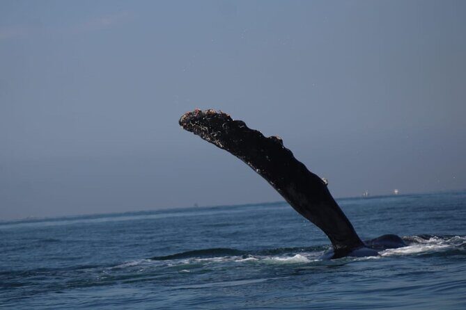 Private 3-hour Whale Watching Activity in Mazatlan - Who Should Consider This Tour?