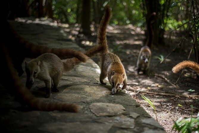 Private 3 in 1 Discovery Combo Tours Tulum Ruins, Snorkeling & Cenotes Adventure - What’s Included and What’s Not