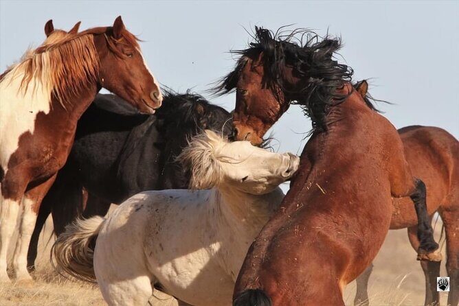 Private 4 Hour Red Canyon Wild Mustang Air Conditioned Van Tours - The Itinerary Breakdown