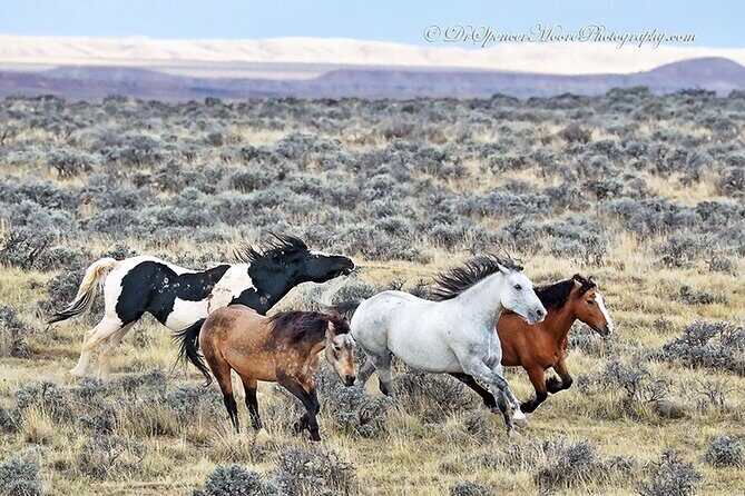 Private 4 Hour Red Canyon Wild Mustang Air Conditioned Van Tours - The Experience of Traveling with a Private Guide