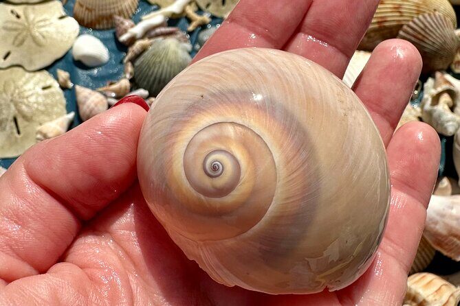 Private 4 Hour Shell Key Island Adventure Dolphins and Shells - FAQ