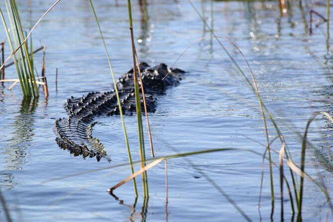 Private 4-hour Tour of Everglades from Miami Dade - Final Thoughts: Is This Tour Right for You?