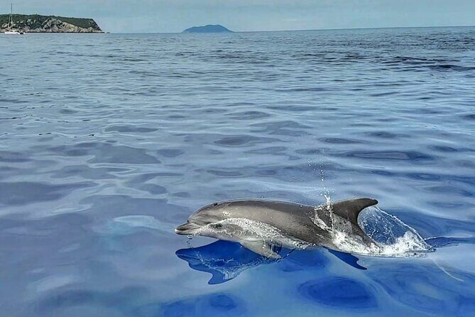 Private 4 islands tour (Golden Horn, Hvar, Pakleni islands, olta) - Analyzing the Value: Is It Worth It?