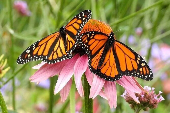 Private 5 Hour Tour of Butchart and Butterfly Gardens - What the Tour Offers in Practice