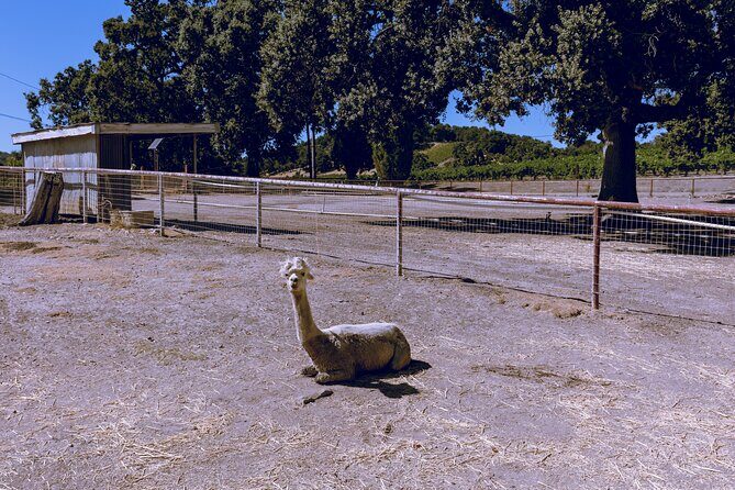 Private 5-Hour Transportation from Paso Robles or Atascadero - The Sum Up