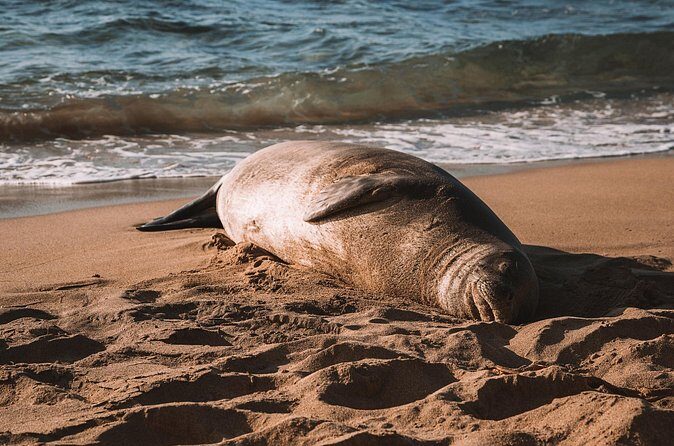 Private 5-hr Off-Road Trip on Oahus Wildlife-Rich North Shore - What’s Included & What’s Not