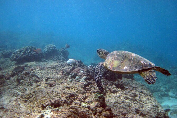 Private 5Hrs Island Tour with 2Hrs Sail and Snorkel with Turtles - The Value of This Experience