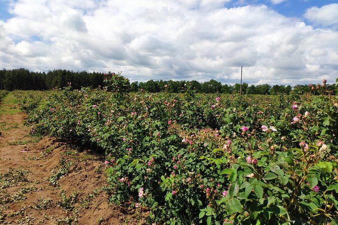 Private Access Rose Festival Kazanlak 06-08.06.2025 - Final Thoughts