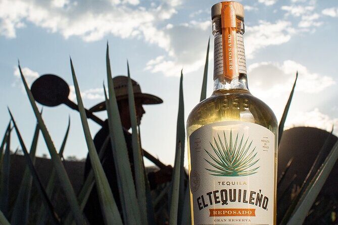 Private Adventure to El Tequileño Distillery and visit to Tequila - Final Thoughts: Who Will Love This Tour?