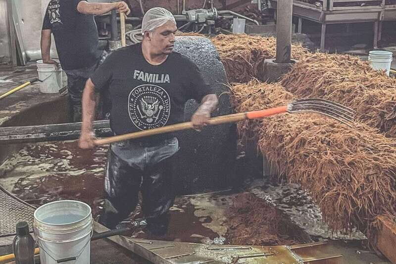 Private Adventure to Tequila and la Fortaleza Distillery - An In-Depth Look at the Experience