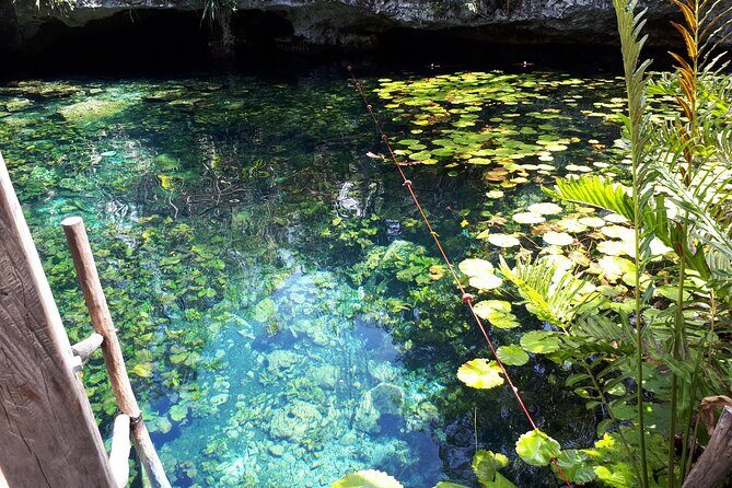 Private Akumal & Cenotes tour - Pricing and Value