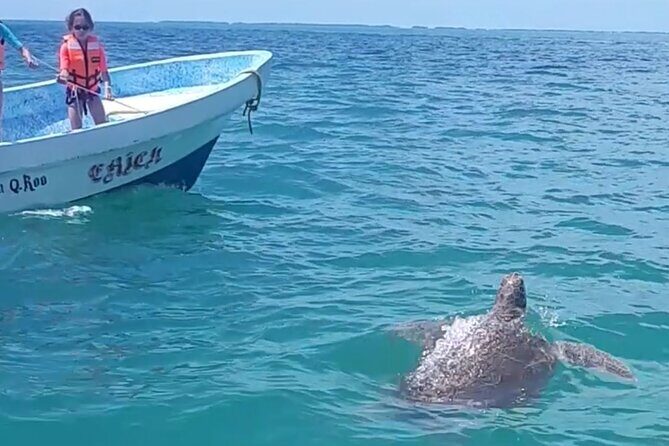 Private Akumal & Cenotes tour - Who Is This Tour Best For?