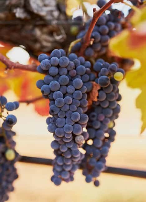 Private Algarve Wine and Food Tour From Faro - Key Points