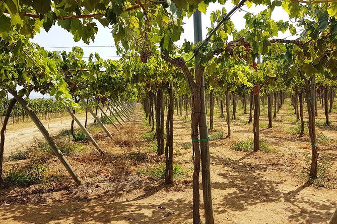 Private Algarve Wines Route - Final Thoughts: Is It Worth It?