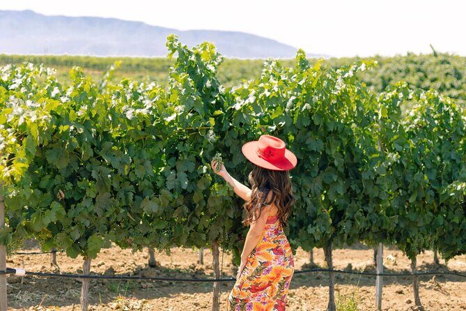 Private All-Inclusive 3-Winery SYV Tour from Santa Barbara - Discovering Santa Ynez Valley: A Private All-Inclusive 3-Winery Tour