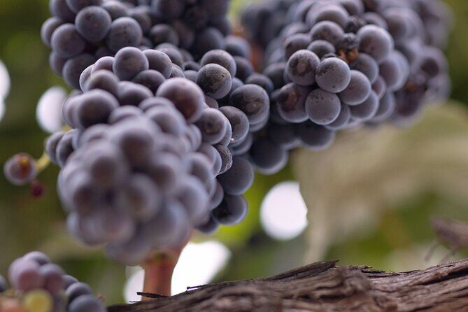 Private All-Inclusive 3-Winery SYV Tour from Santa Barbara - FAQs