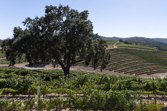 Private All-Inclusive 3-Winery Tour from Paso Robles/Atascadero - A Deep Dive into the Paso Robles Wine Tour Experience