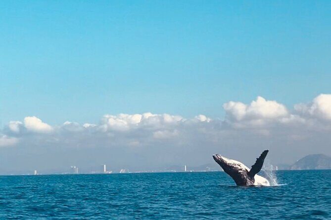 Private All Inclusive Snorkeling Experience in Mazatlan - Who Is This Tour Best For?