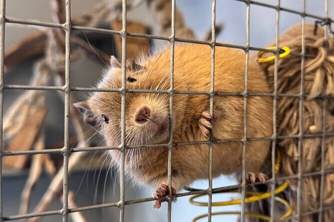 PRIVATE Alpaca Guided Forest Walk + Feeding Helsinki - Exploring Helsinki’s Unique Alpaca Experience: A Friendly Review