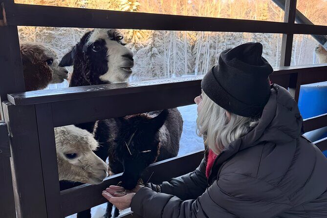 PRIVATE Alpaca Guided Forest Walk + Feeding Helsinki - A Full Look at the Experience