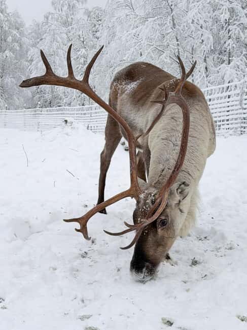 Private and authentic reindeer experience in homefarm - Key Points