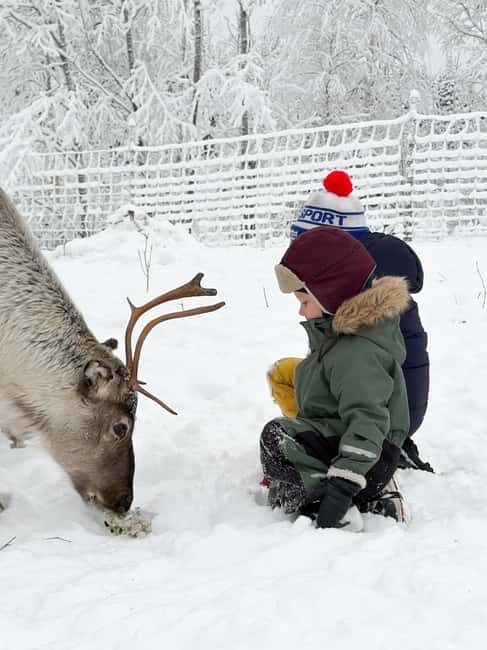 Private and authentic reindeer experience in homefarm - The Practical Details