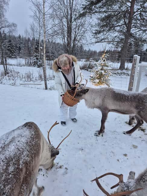 Private and authentic reindeer experience in homefarm - Is This Experience Right for You?