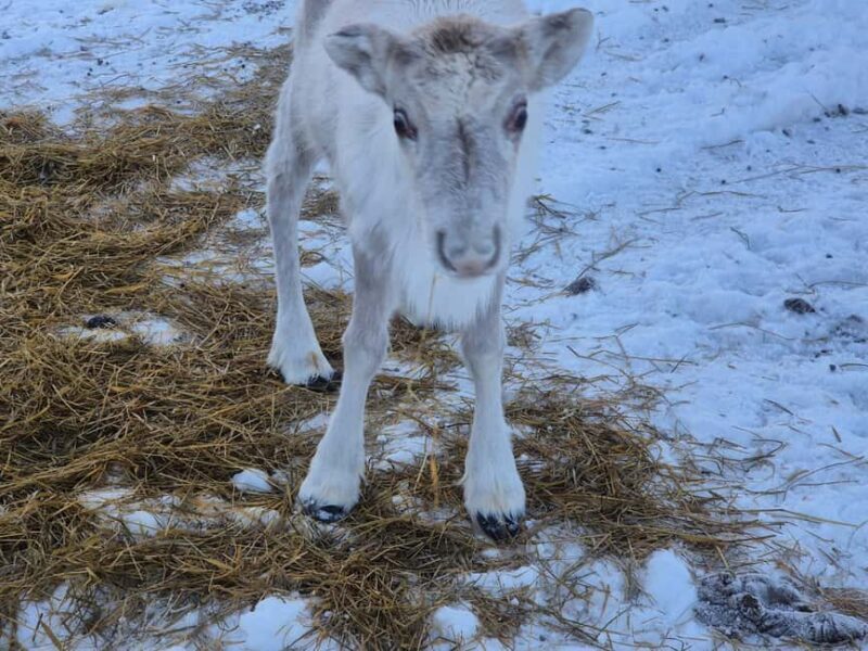 Private and authentic reindeer experience in homefarm - FAQ